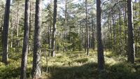 der Wald bei uns im Hochmoor